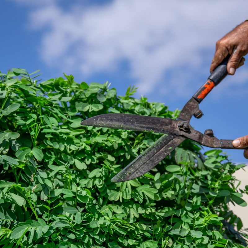 A gardener in the garden with a hut cuts a tree with hedgehogs against the sky. Garden care.