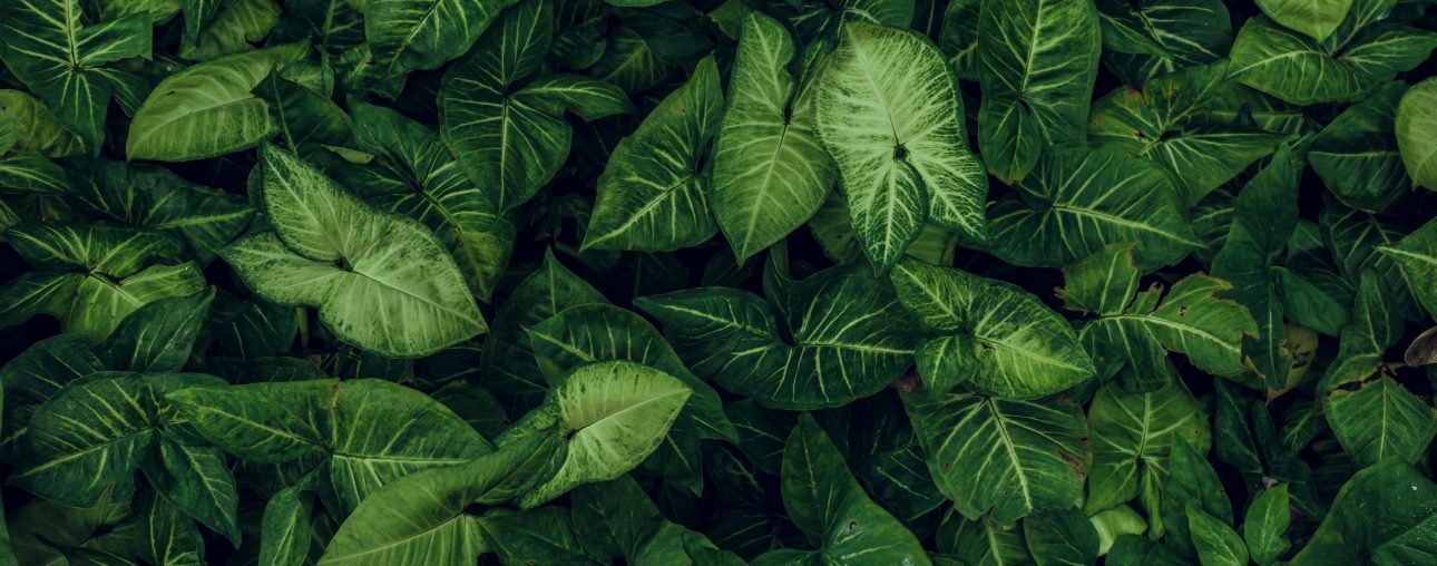 Green leaf texture. Leaf texture background