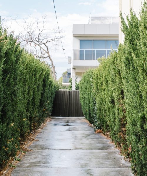 walkway and tree